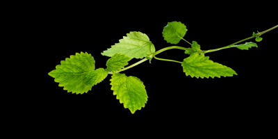 Citronmelis