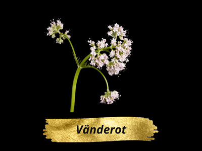 Vänderot