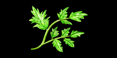 Körvel