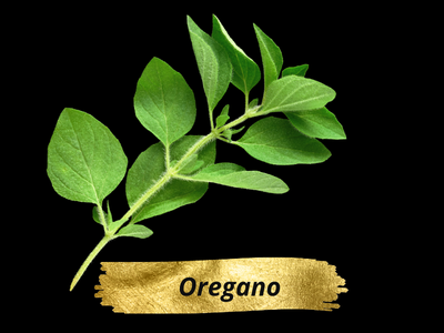 Oregano