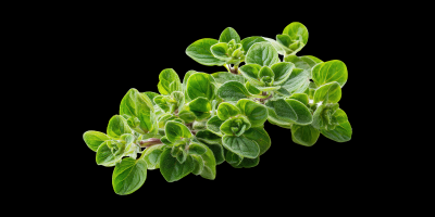 Oregano