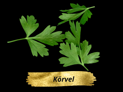 Körvel
