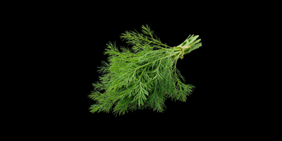 Dill