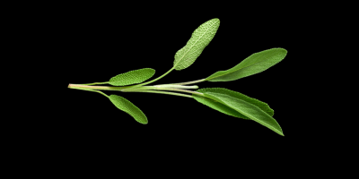 Salvia