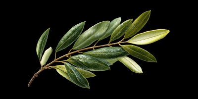 Olivblad